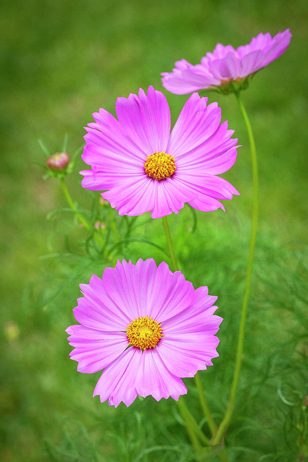 Pink Cosmos Flowers Coreopsideae X157 Photograph by Rich Franco