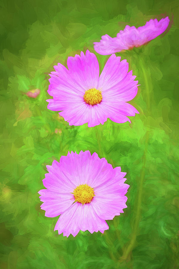 Pink Cosmos Flowers Coreopsideae X158 Photograph by Rich Franco