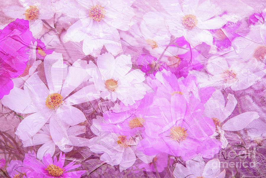 Pink cosmos flowers Photograph by Delphimages Photo Creations