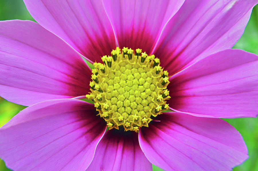 Pink Cosmos Heart Photograph by Terence Davis