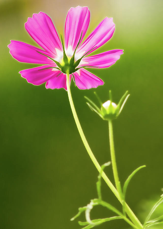 Pink Cosmos Photograph by Joan Han
