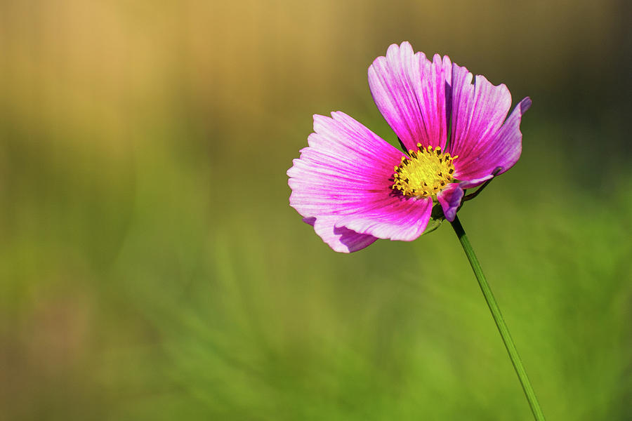 Pink Cosmos Photograph by Mary Ann Artz