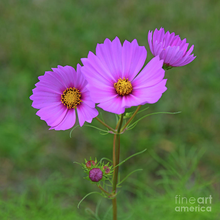 Nature Photograph - Pink Cosmos by Robert Tubesing