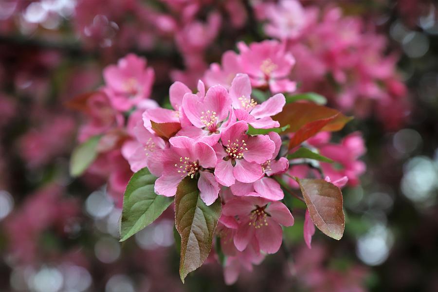 Pink Crab Apple Bloom Photograph by Dan Higgins - Fine Art America