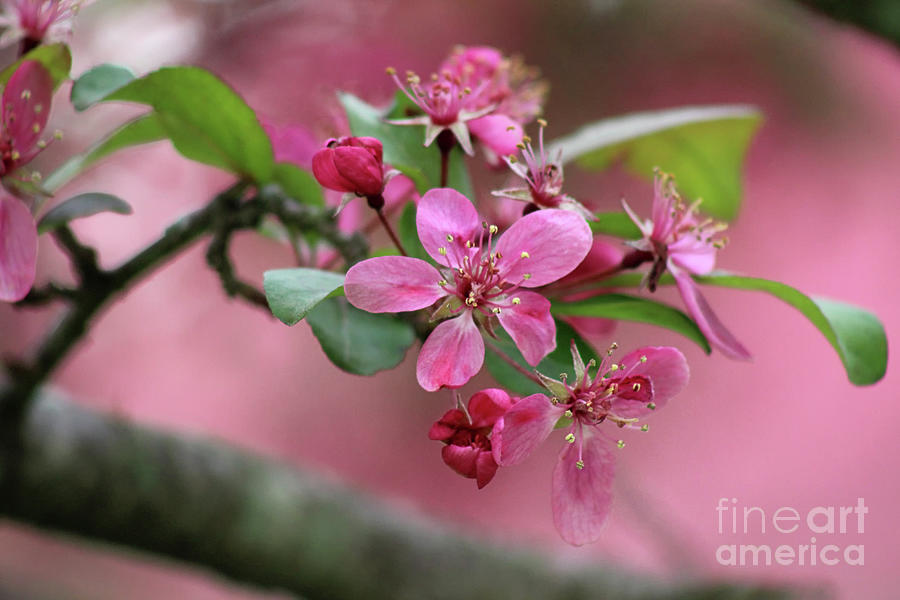 Pink Crabapple Blooms Photograph by Karen Adams