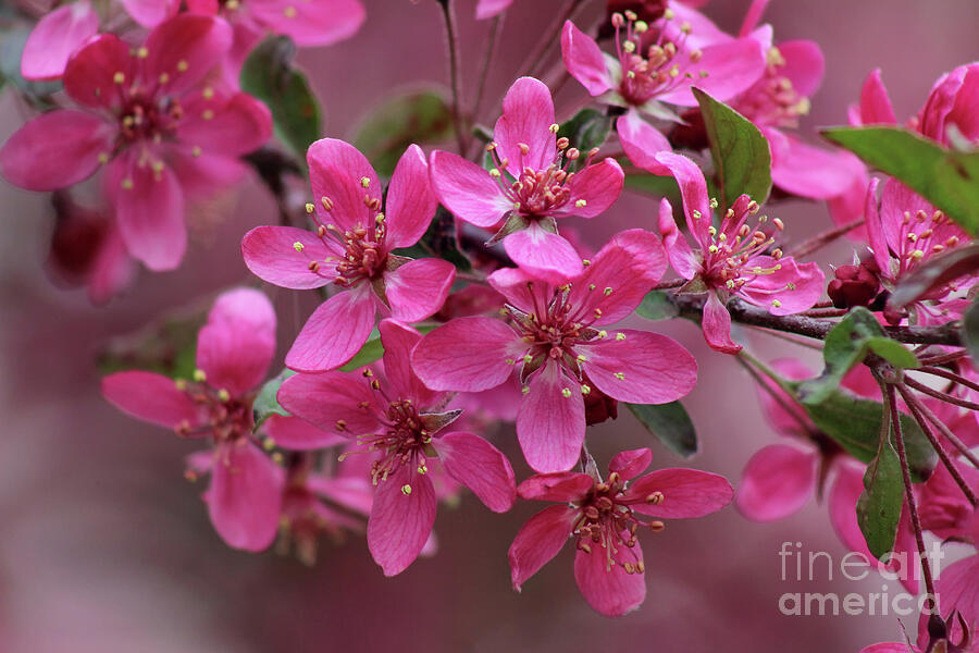 Spring Photograph - Pink Crabapple Blossoms by Karen Adams
