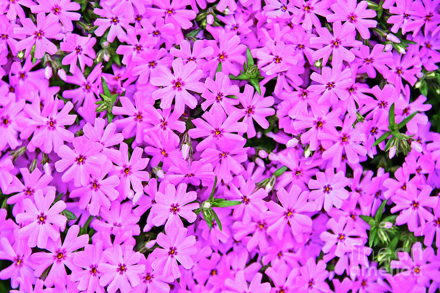 Pink Creeping Phlox Flowers Photograph
