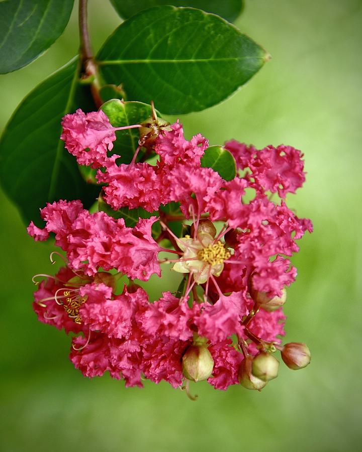 Pink Crepe Myrtle Flower Photograph by Carol Bradley - Fine Art America