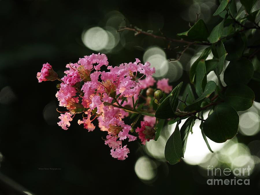 Pink Crepe Myrtle Summer Photograph by Richard Thomas