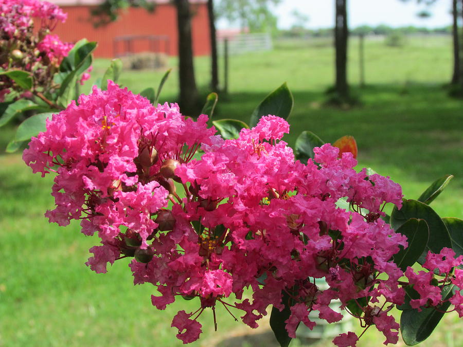 Pink Crepe Myrtle Photograph by Tambra Nicole Kendall