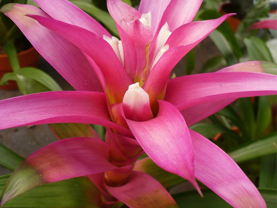 Pink Croton Photograph by Florene Welebny - Fine Art America