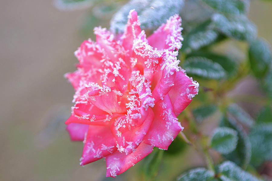 Pink Crystal Rose Profile Of Frost Photograph