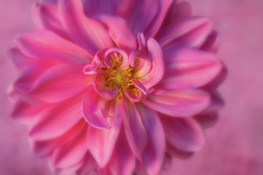 Pink Curly Dahlia Photograph by Mary Jo Allen