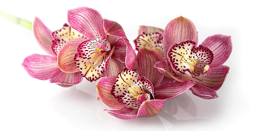 Pink Cymbidium Orchid Flower Art Printt Photograph by Lily Malor
