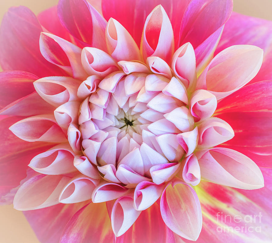 Pink Dahlia #1 Photograph by Inge Johnsson