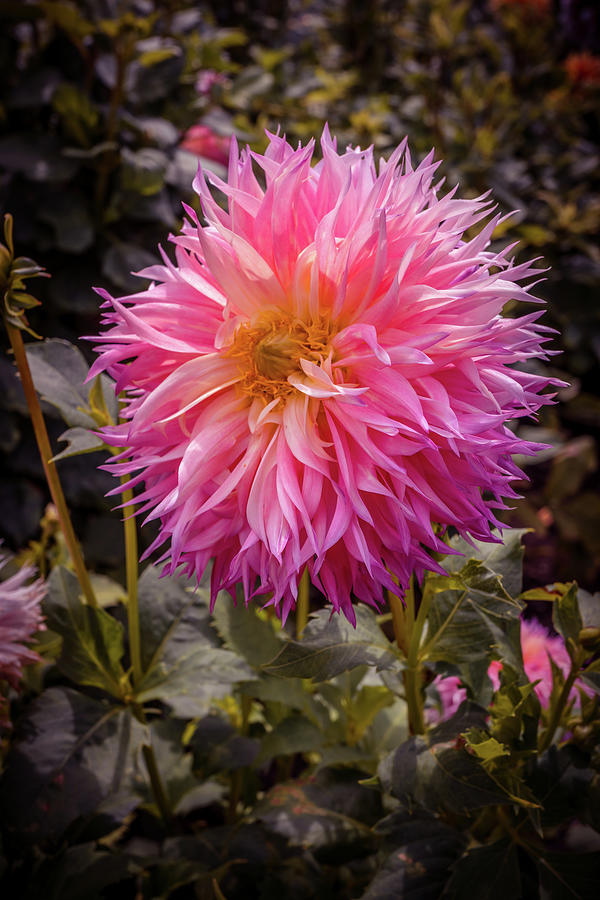 Pink Dahlia 2 Photograph by Lilia S