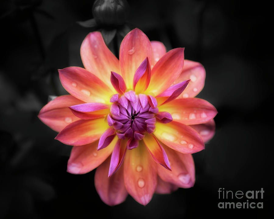 Pink Dahlia Photograph by Ant Smith
