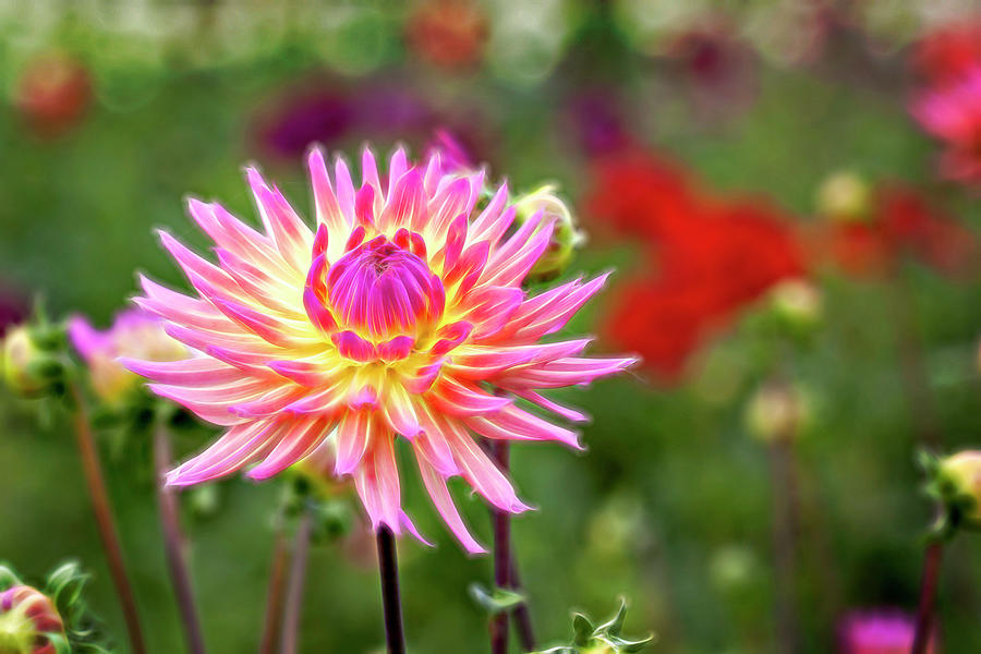 Flower Photograph - Pink Dahlia at its Best by James Steele