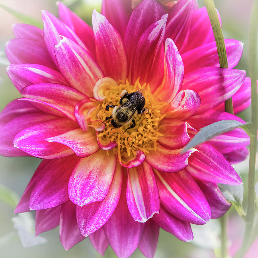 Pink Dahlia Bee - Square Photograph by Patti Deters