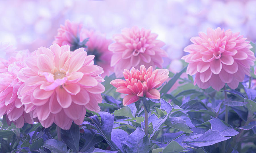 Pink Dahlia Blossoms Photograph by Joan Han