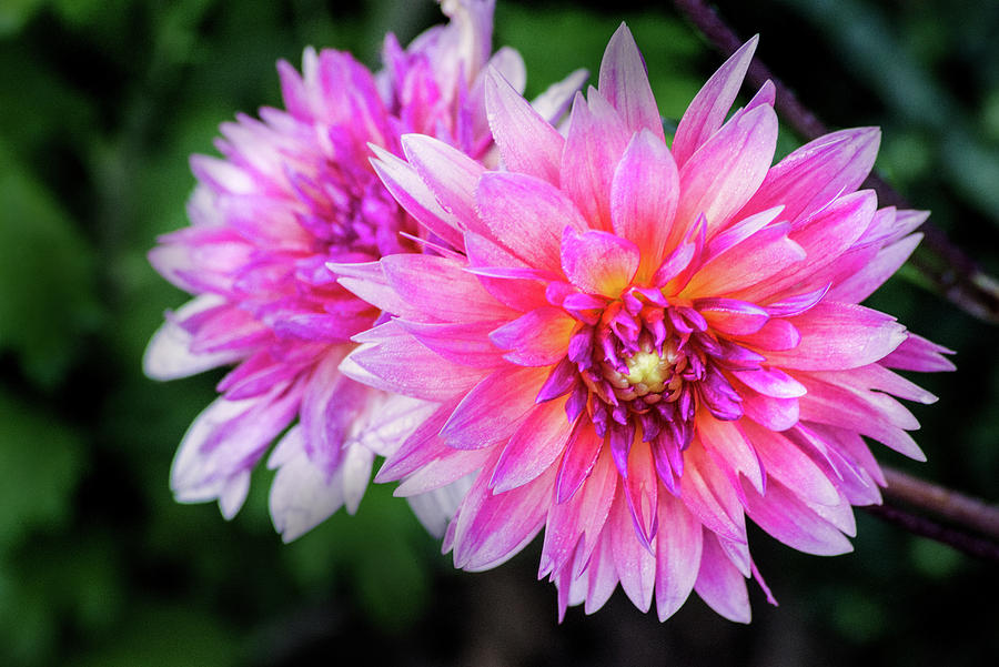 Pink Dahlia Brookside Photograph by Don Johnson - Fine Art America