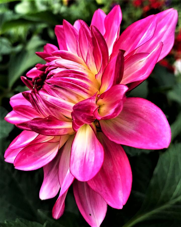 Pink Dahlia Photograph by Bruce Bley