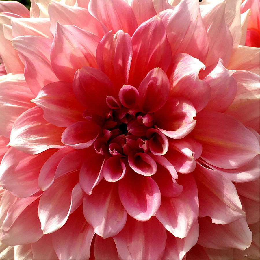 Pink Dahlia by Joy Sussman Photograph by Joy Sussman
