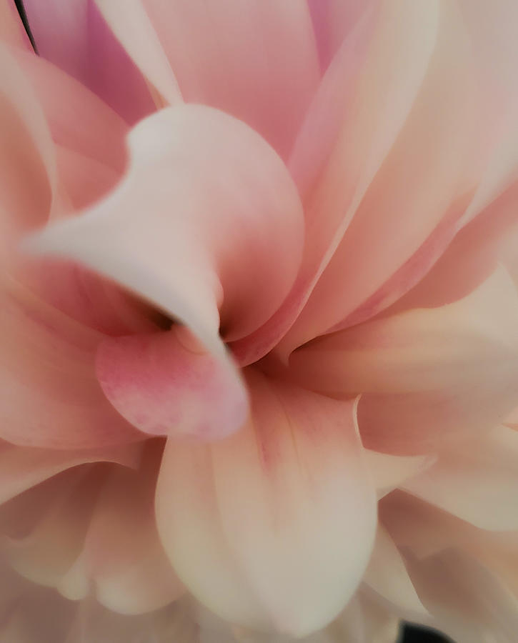 Pink Dahlia Photograph by Christina McGoran