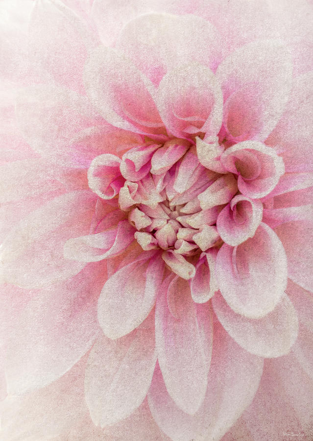 Pink Dahlia Closeup Textured Photograph by Wim Lanclus