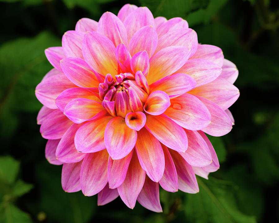 Pink Dahlia Photograph by Dennis Dame