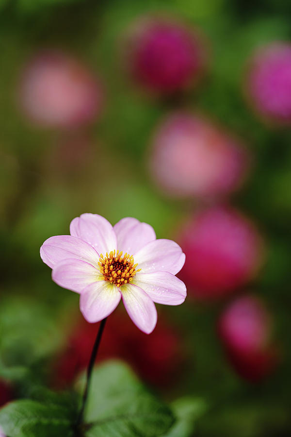 Pink Dahlia Photograph by Douglas Allen Pink Dahlia Photograph by Douglas Allen