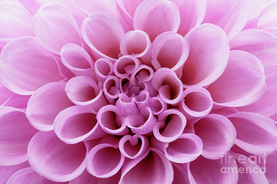Flower Photograph - Pink Dahlia Flower Close Up by Natalie Kinnear