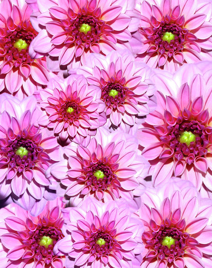 Pink Dahlia Flower Collage Photograph by Johanna Hurmerinta