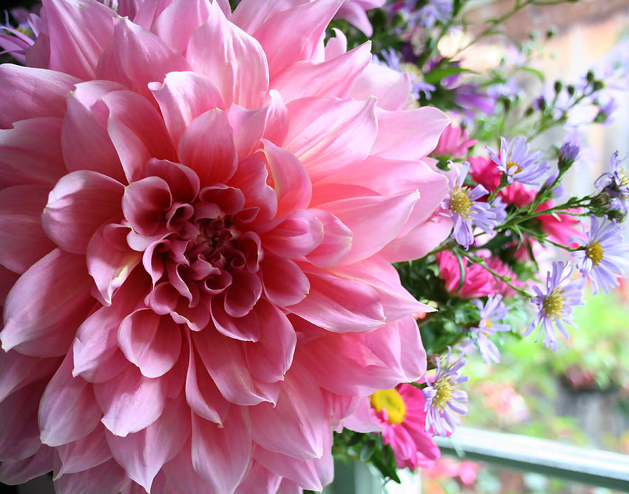 Pink Dahlia in a Window Photograph by Sherrie Triest