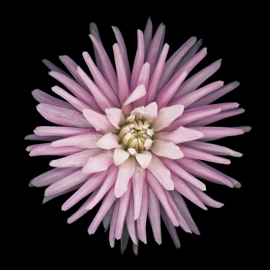 Pink dahlia isolated on black. Photograph by OGphoto
