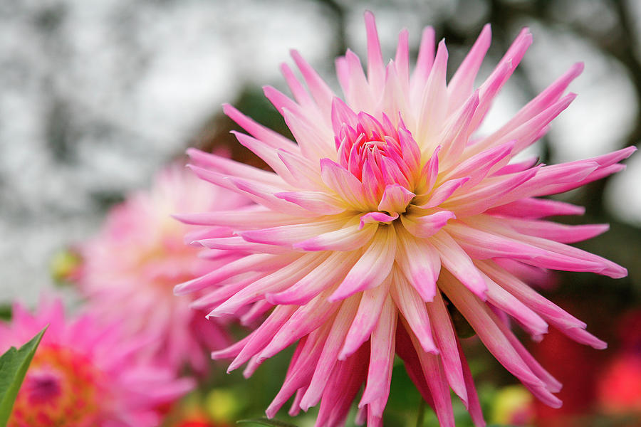Pink Dahlia Photograph by Jeff Speigner