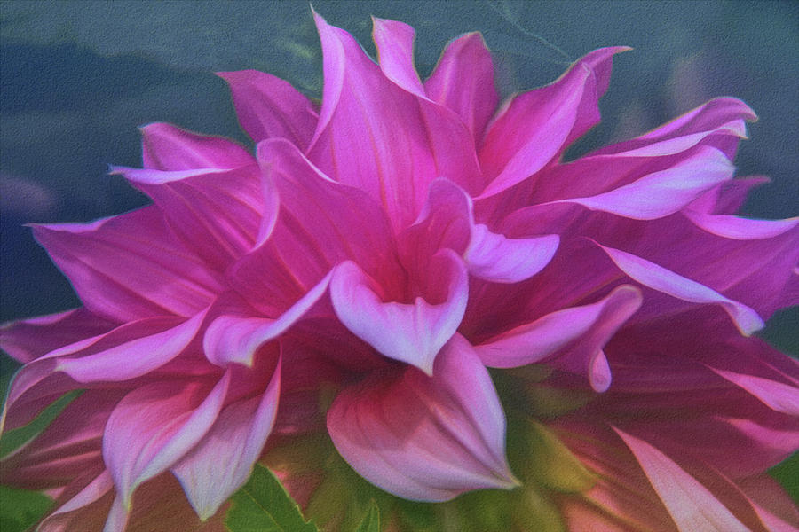 Nature Photograph - Pink Dahlia by Karen Sirnick