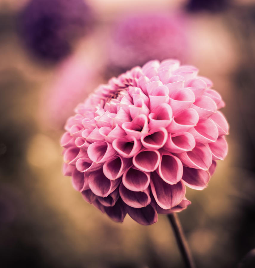 Pink Dahlia Photograph by Kevin Schwalbe