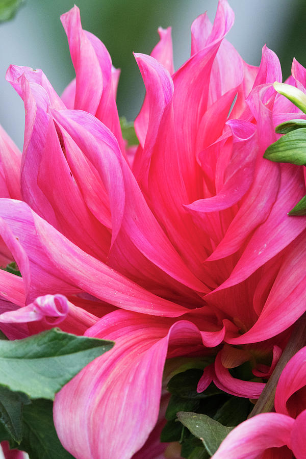Pink Dahlia Photograph by Kristine Anderson