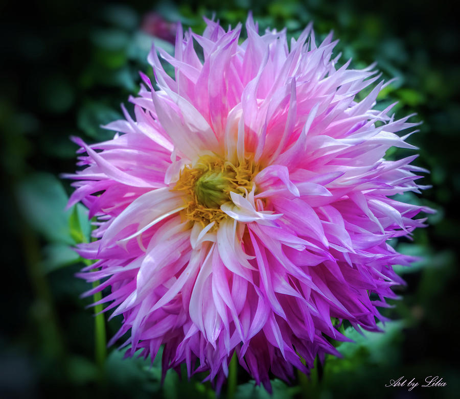 Pink Dahlia Photograph by Lilia S