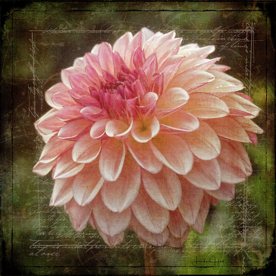 Flower Digital Art - Pink Dahlia by Linda Lee Hall