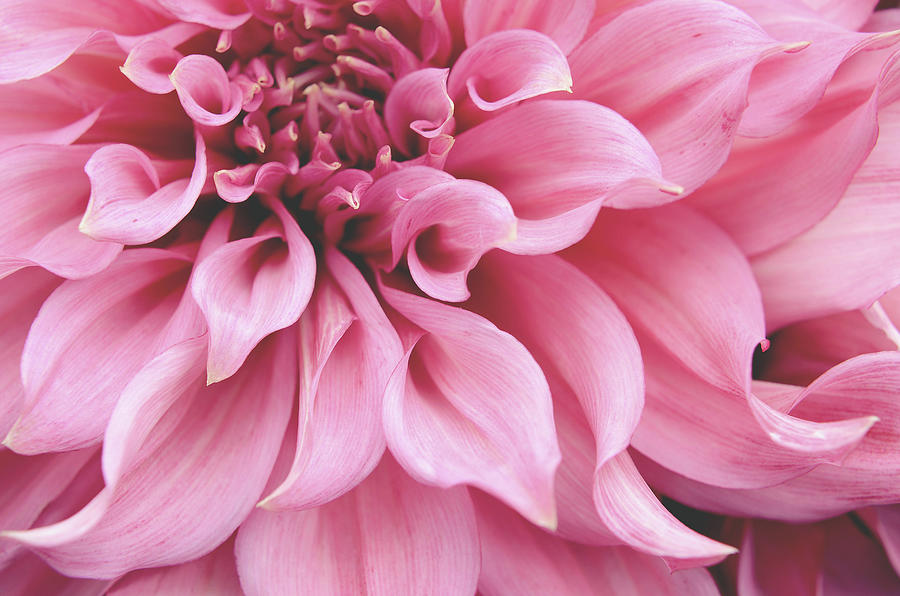 Pink Dahlia Photograph by Lupen Grainne