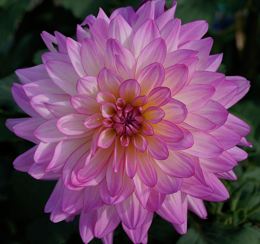 Pink Dahlia Photograph By Mike Dickie - Fine Art America