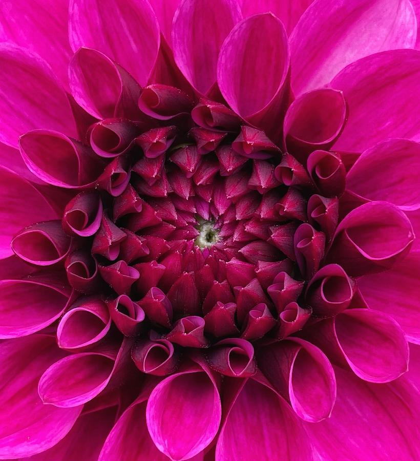 pink Dahlia Photograph by Steph Gabler