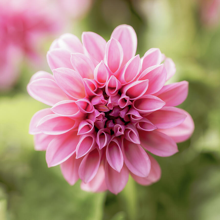 Pink Dahlia Photograph by Tanya C Smith