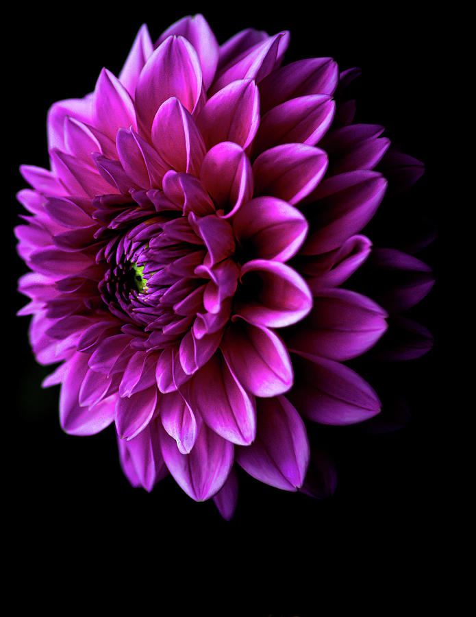Flower Photograph - Pink Dahlia V by Joan Han