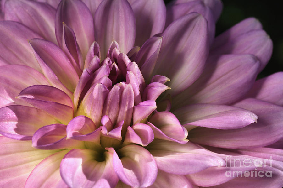 Nature Photograph - Pink Dahlias Dream by Joy Watson