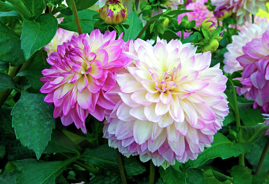 Flower Pyrography - Pink Dahlias by James Steele