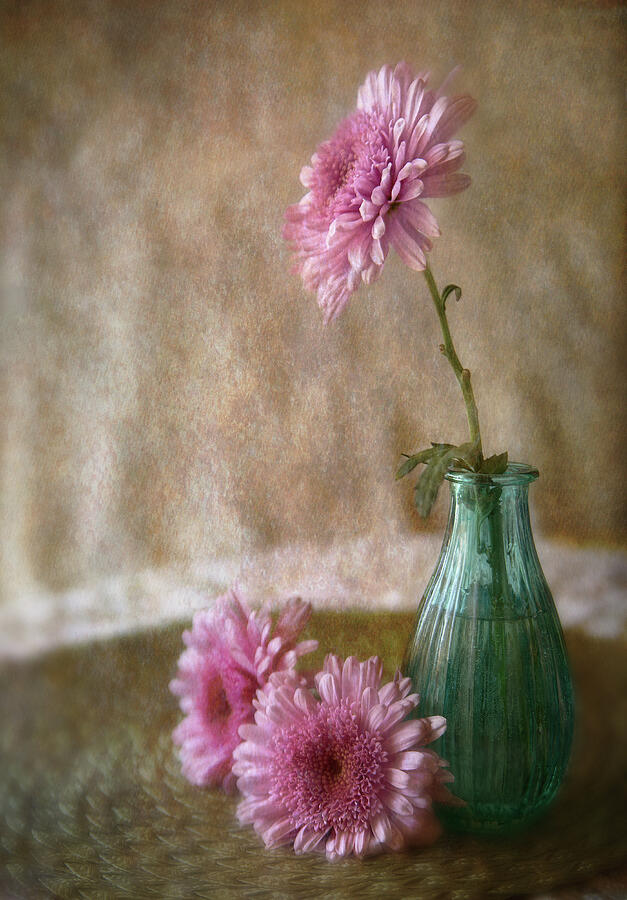 Pink Daisies Photograph by Dale Kincaid