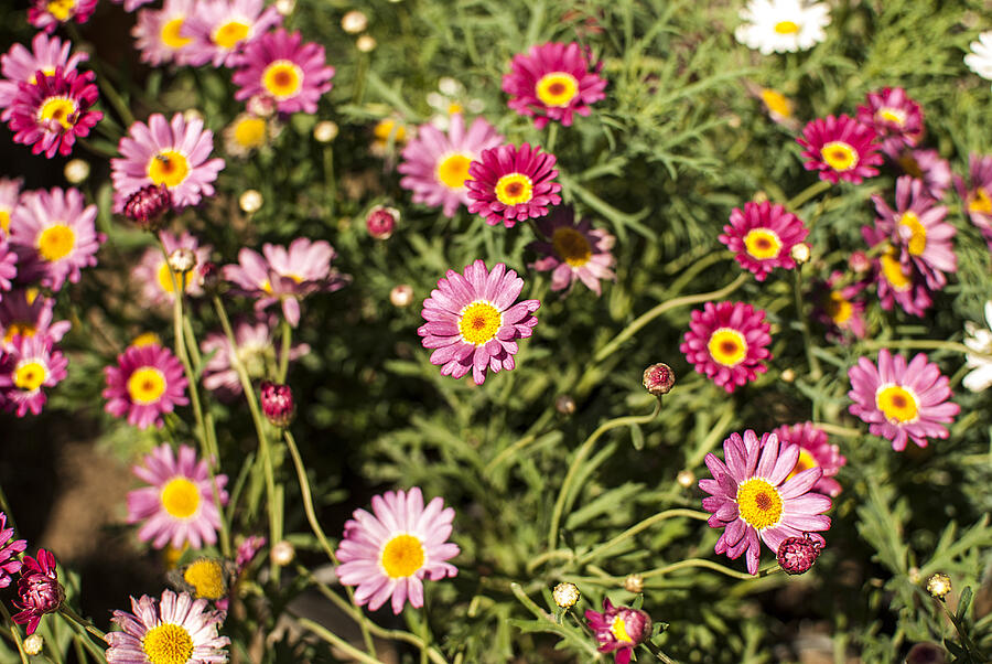 Pink Daisies In The Garden Photograph by Grafel